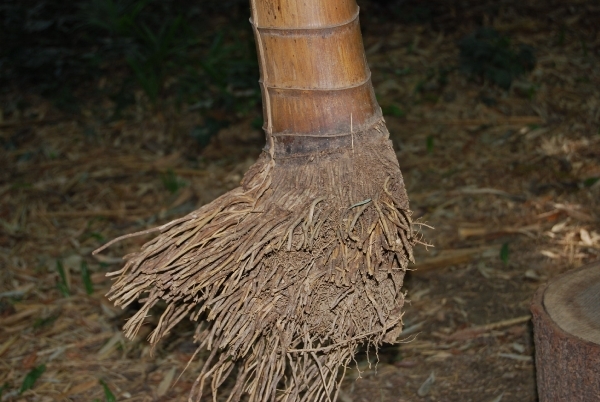 VKOLI 72 Bijeenkomst 2012 024-001