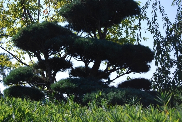 VKOLI 72 Bijeenkomst 2012 034