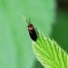 IMG_5795 DOLERUS GERMANICUS