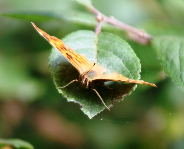 put van eernegem & roksemput 217