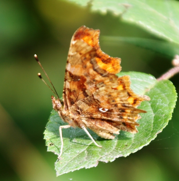 put van eernegem & roksemput 247