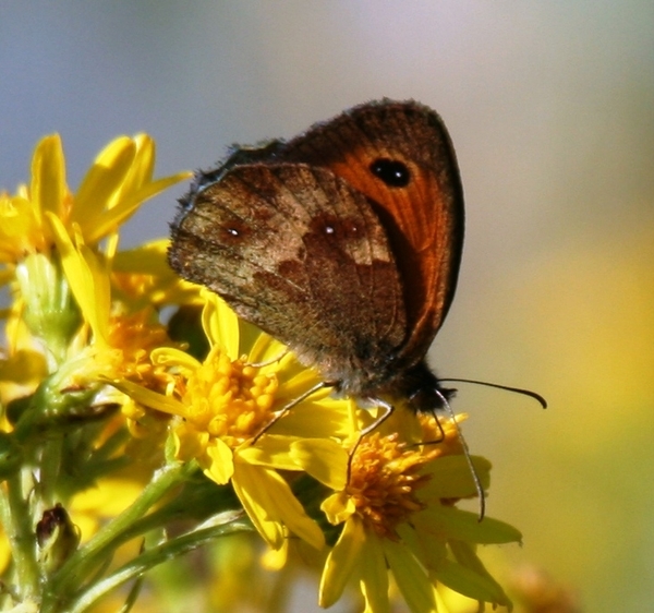 slpk & roksem-eernegemput 100