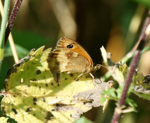 slpk & roksem-eernegemput 219