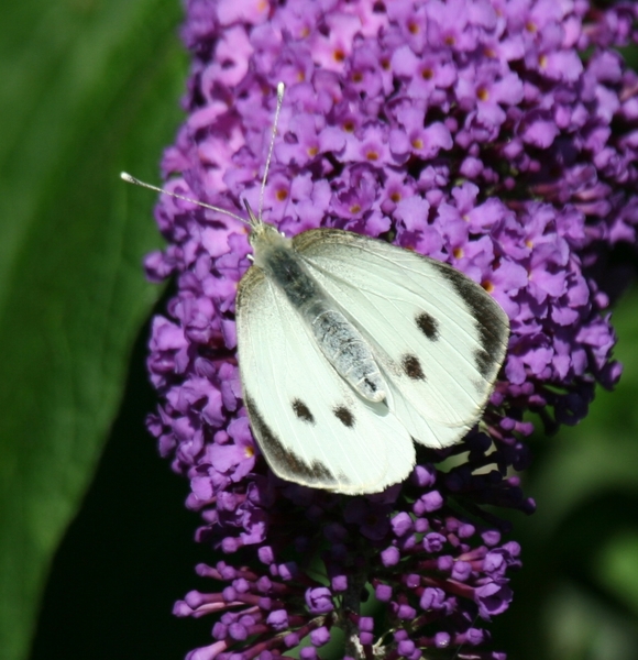 eernegemput & natuurreservaat keignaert 522