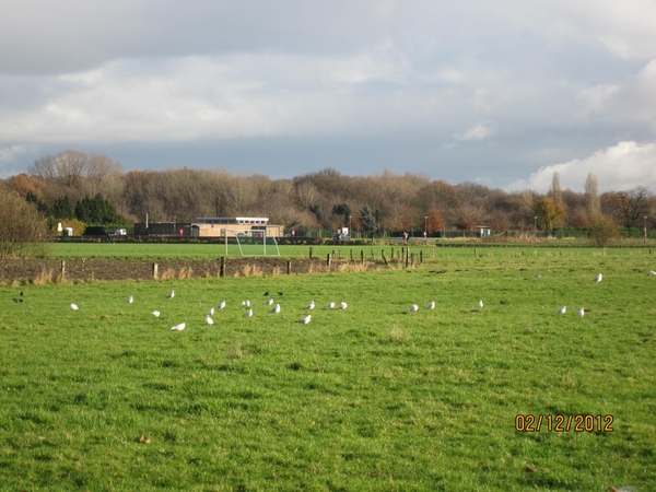 wandeling stroboeren Merksem 013