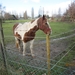 wandeling stroboeren Merksem 023