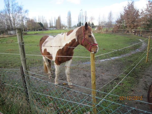 wandeling stroboeren Merksem 023