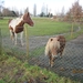 wandeling stroboeren Merksem 024