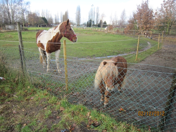 wandeling stroboeren Merksem 024