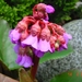 Bergenia