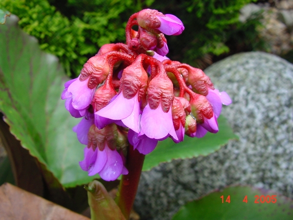 Bergenia