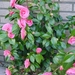 camelia 2006 (1)
