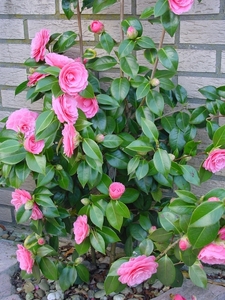 camelia 2006 (1)