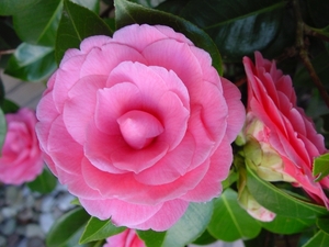 camelia 2006