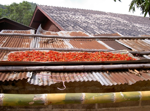 Thailand - Chiang Mai akha bergstam mei 2009 (9)