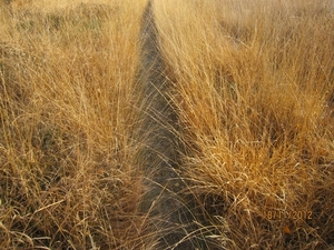 Loenhout wandelen 18-11-2012 106