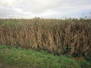 Loenhout wandelen 18-11-2012 135