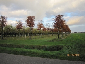 Loenhout wandelen 18-11-2012 138