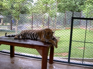 Thailand - Chiang mai Tiger Kingdom day 1 mei 2009 (110)