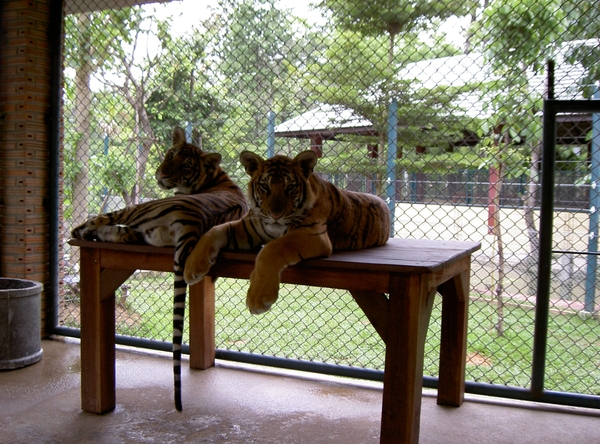 Thailand - Chiang mai Tiger Kingdom day 1 mei 2009 (112)