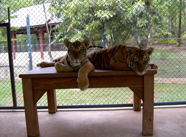 Thailand - Chiang mai Tiger Kingdom day 1 mei 2009 (114)