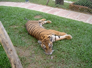 Thailand - Chiang mai Tiger Kingdom day 1 mei 2009 (117)