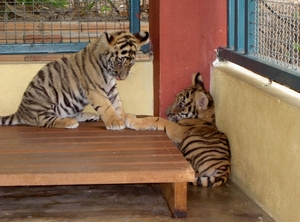 Thailand - Chiang mai Tiger Kingdom day 1 mei 2009 (26)