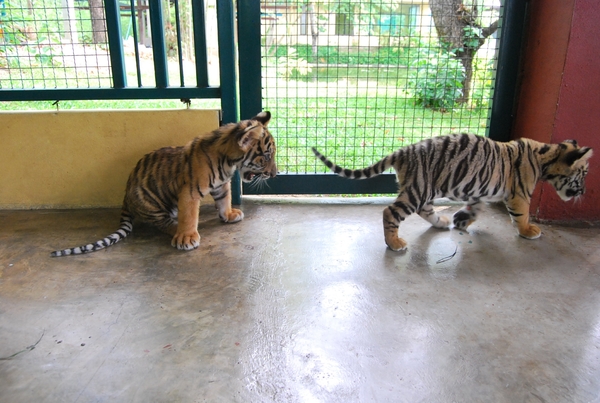 Thailand - Chiang mai Tiger Kingdom day 1 mei 2009 (28)