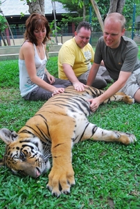 Thailand - Chiang mai Tiger Kingdom day 1 mei 2009 (63)