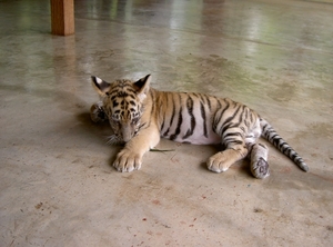 Thailand - Chiang mai Tiger Kingdom day 1 mei 2009 (9)