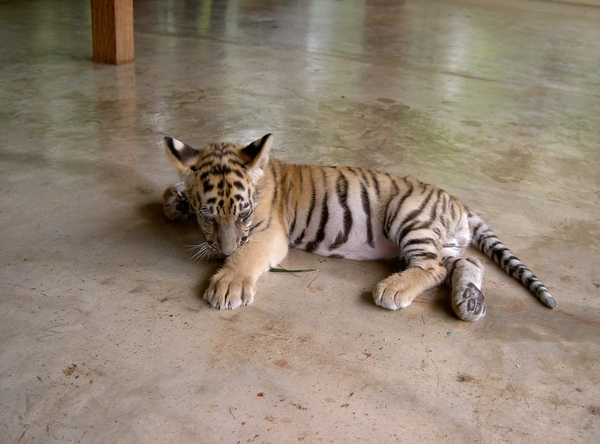 Thailand - Chiang mai Tiger Kingdom day 1 mei 2009 (9)