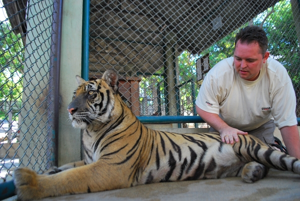 Thailand - Chiang mai Tiger kingdom day 2 Mei 2009 (151)