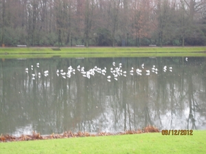 rivierenhof wandelingske 9-12-2012 004