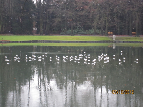 rivierenhof wandelingske 9-12-2012 006