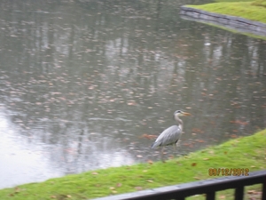 rivierenhof wandelingske 9-12-2012 009