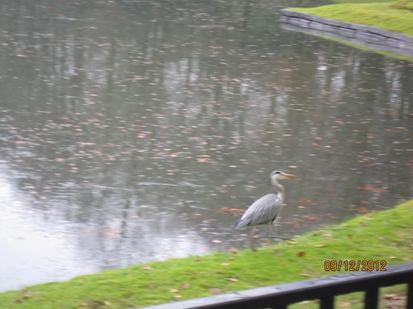 rivierenhof wandelingske 9-12-2012 009