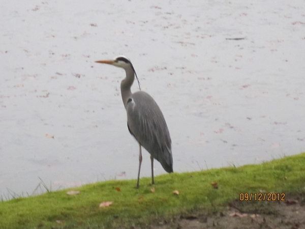 rivierenhof wandelingske 9-12-2012 010