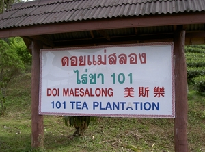 Thailand - Chiang mai - look at the tea plantation mei 2009 (4)