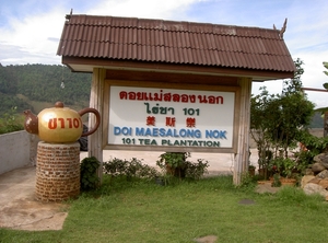 Thailand - Chiang mai - look at the tea plantation mei 2009 (5)