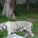 Thailand - Chiang mai zoo mei 2009 (100)