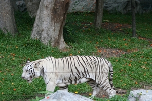 Thailand - Chiang mai zoo mei 2009 (100)