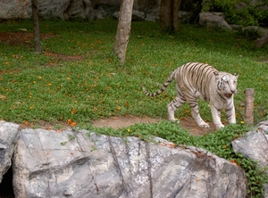 Thailand - Chiang mai zoo mei 2009 (107)