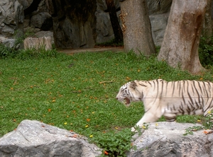 Thailand - Chiang mai zoo mei 2009 (108)