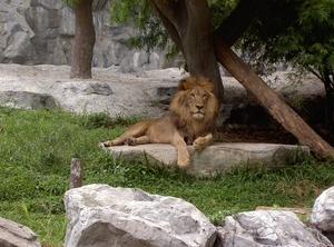 Thailand - Chiang mai zoo mei 2009 (115)