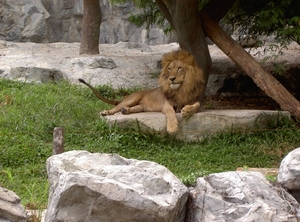 Thailand - Chiang mai zoo mei 2009 (116)