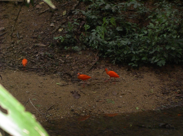 Thailand - Chiang mai zoo mei 2009 (122)