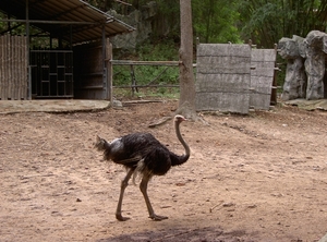 Thailand - Chiang mai zoo mei 2009 (125)