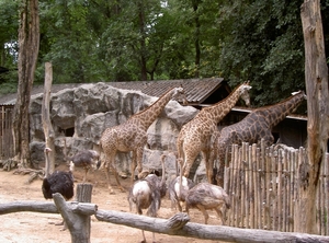 Thailand - Chiang mai zoo mei 2009 (126)