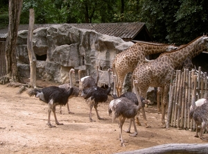 Thailand - Chiang mai zoo mei 2009 (127)