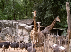 Thailand - Chiang mai zoo mei 2009 (128)